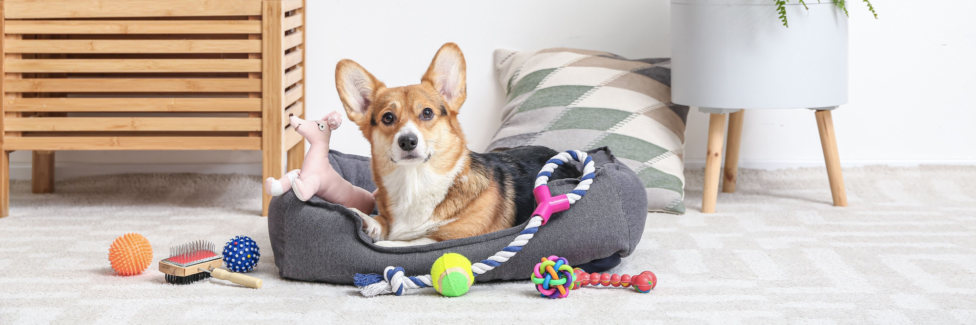 Pamper Your Pooch!